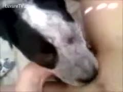 This little webcam slut's thrill of insertion and beastiality